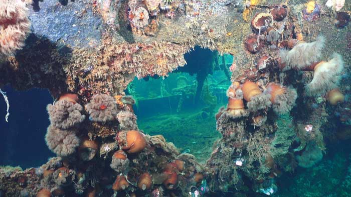 Sulis -Old whaling ship that sank in Conception Harbour