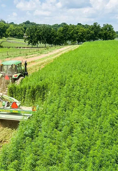 Hemp Field