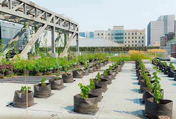 Rooftop vines in Montral