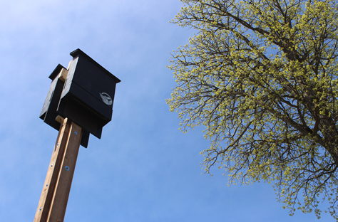 Bat House Bat House