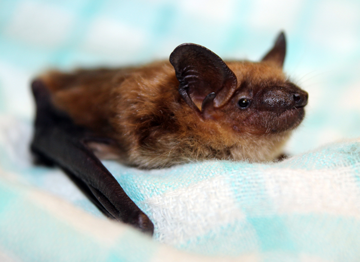 Little Brown Bat