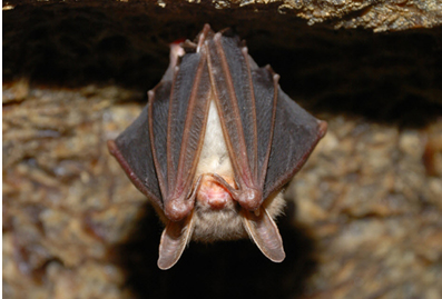 Bat Sleeping