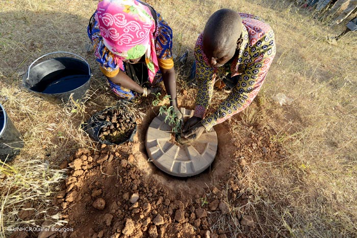 Cocoon Reforestation Project