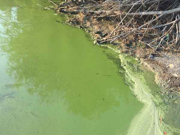 Douglas Lake Blue-green Algae