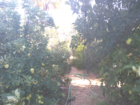 Apple Orchard in Desert Apple Orchard in Deser