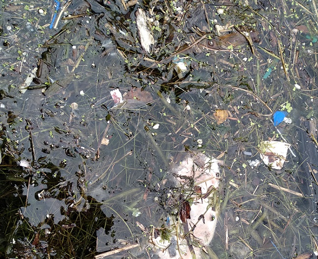 Toronto Inner Harbour debris